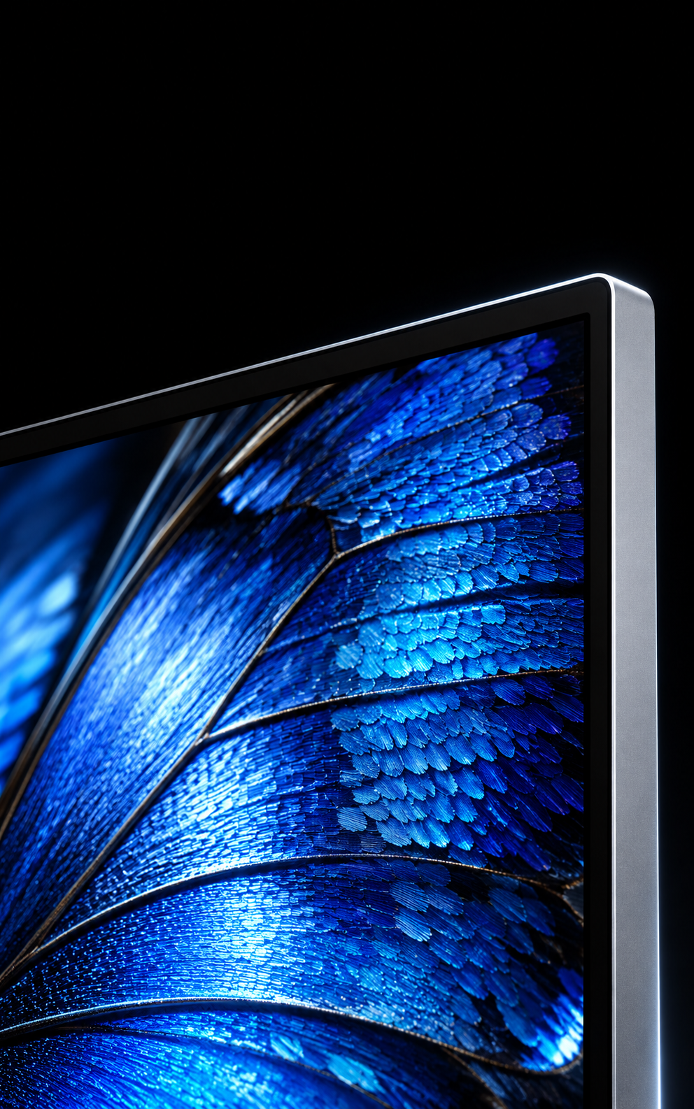 Close-up of a silver display showing a detailed blue wing image